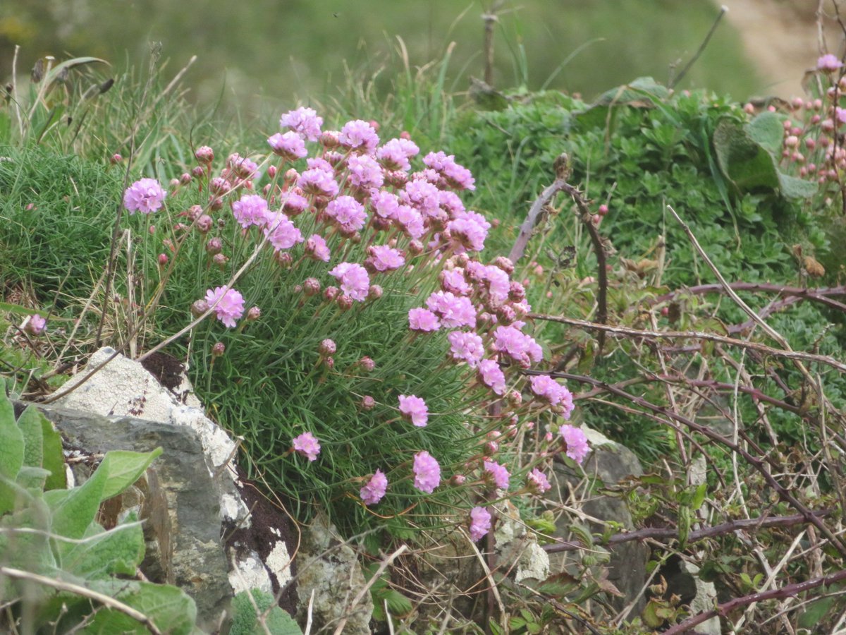 AlasdairGordon1's tweet photo. .@BSBIbotany @issybryonyh @NorthCornwallNT @NE_DCIoS @wildflower_hour @beauty_cornwall @CwallWildlife The first sea pinks of the year on the sheltered side of a stonewall near the Lead Mine today. #SeaPink #wildflowerhour #wildflowers #BabyBay #LeadMine #Cornwall https://t.co/clDYpEPrrl