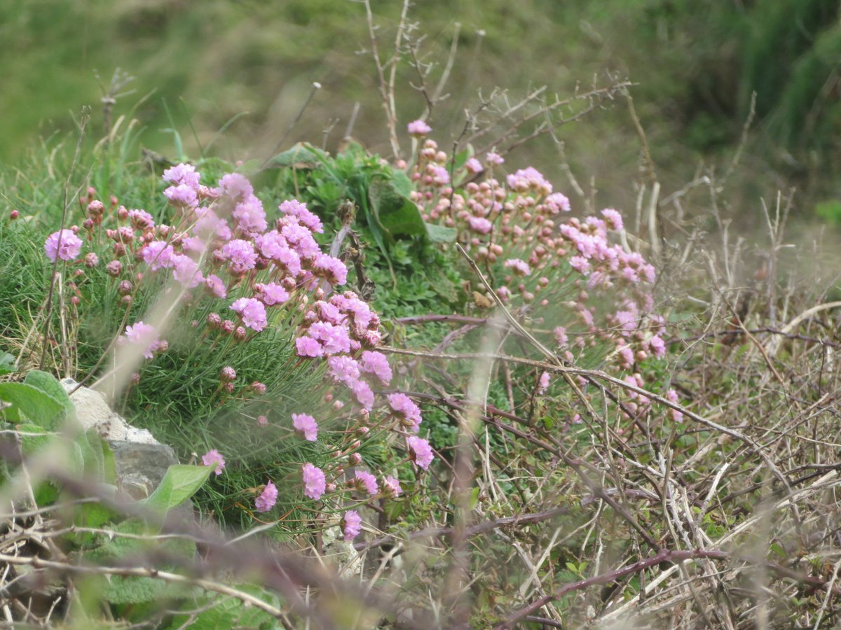 AlasdairGordon1's tweet photo. .@BSBIbotany @issybryonyh @NorthCornwallNT @NE_DCIoS @wildflower_hour @beauty_cornwall @CwallWildlife The first sea pinks of the year on the sheltered side of a stonewall near the Lead Mine today. #SeaPink #wildflowerhour #wildflowers #BabyBay #LeadMine #Cornwall https://t.co/clDYpEPrrl