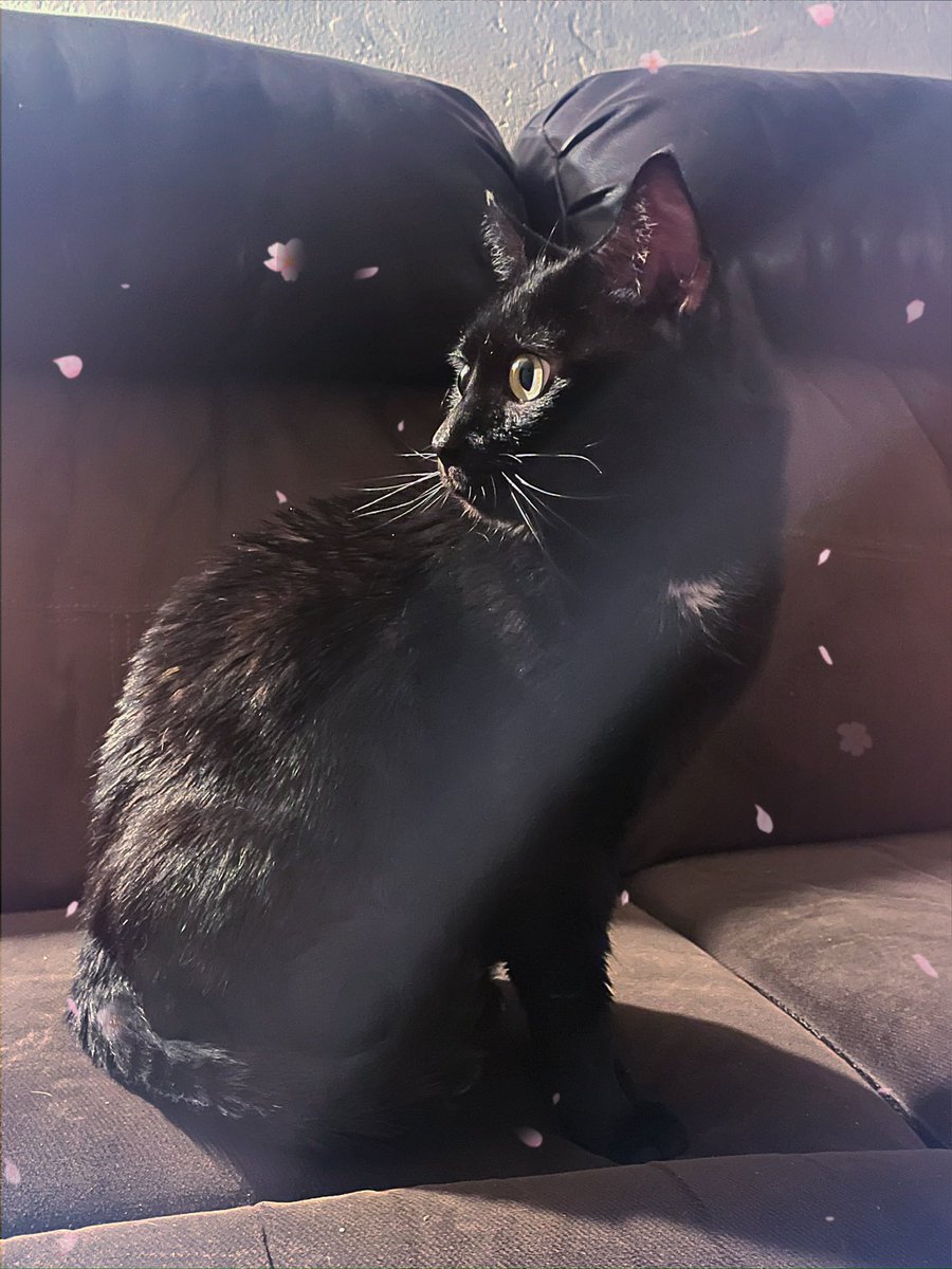 XlASlNI's tweet photo. It’s been really hard with the passing of my Luna. I still cry thinking about him despite it being four months now. I miss him so much. It feels like I lost a part of myself, touching his urn isn’t the same as kissing his little forehead, and I don’t think I’ll ever be the same https://t.co/lSa6MJpLDR