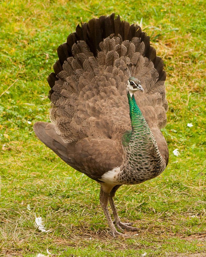 In the book I’m reading: I just learned that a female peacock is a peahen.
🙄
Obviously..