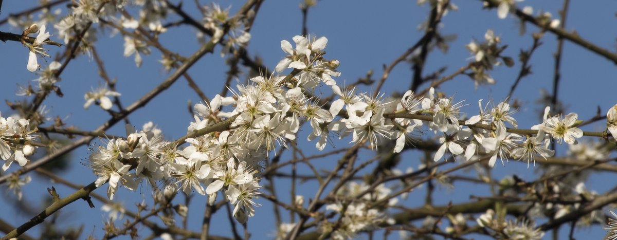 For #Wildflowerhour weekly challenge #treeflowers
Ash buds downed by wind, Maple (Norway?), Blackthorn    (still!) 
@wildflower_hour @BSBIbotany @botany_beck @BSBI_Ireland @Irishwildlife @UlsterWildlife
@Love_plants @WildFlowerSoc @WildlifeTrusts