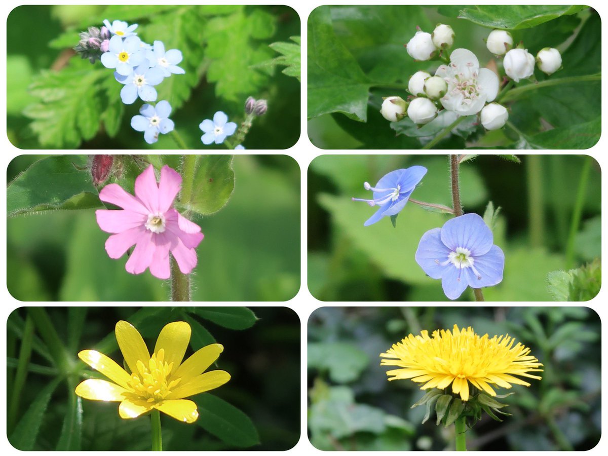 Spring flowers for this week’s #WildflowerHour Forget me nots, hawthorn, red campion, speedwell, celandine, dandelion.