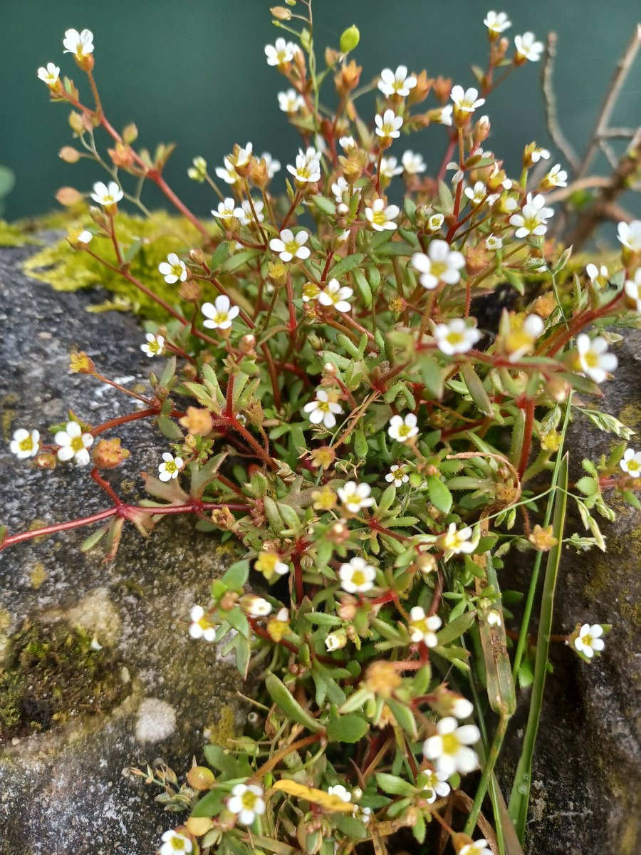 #WildflowerHour Rue-leaved Saxifrage (Saxifraga tridactylites) found in N. Lancs and on the Fylde coast.