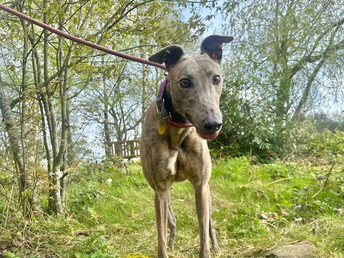 Please retweet to help Marco find a home #CHESHIRE #UK 🔷AVAILABLE FOR ADOPTION, REGISTERED, BRITISH CHARITY🔷 Greyhound aged 4 'Marco is a very relaxed and reserved boy. He loves chilling out in his kennel and he will happily keep himself entertained. However he is partial to a…