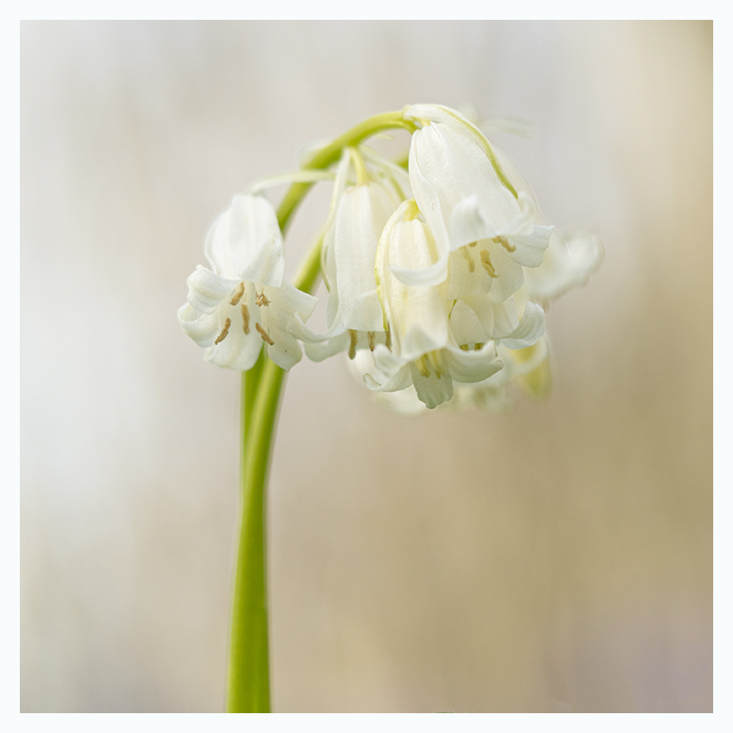 Bluebells, Hyacinthoides non-scripta, in white. #wildflowerhour