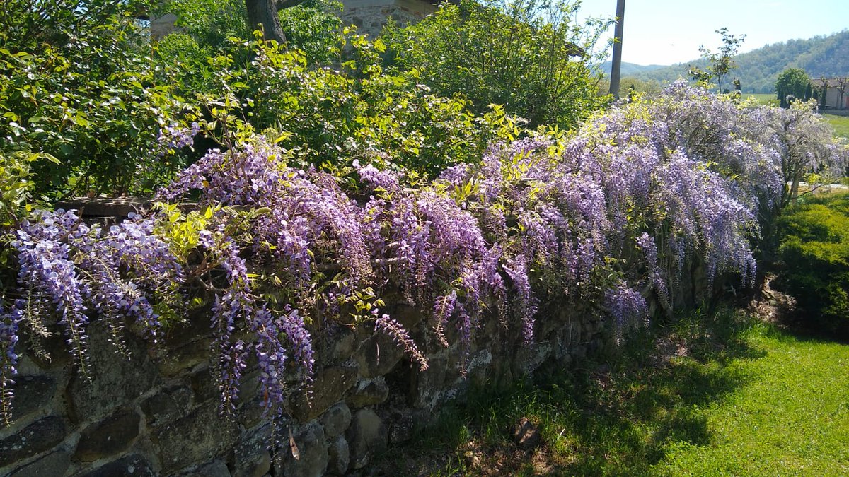 #FlowerReport Cascades of purple wisteria in my father's Tuscan garden!