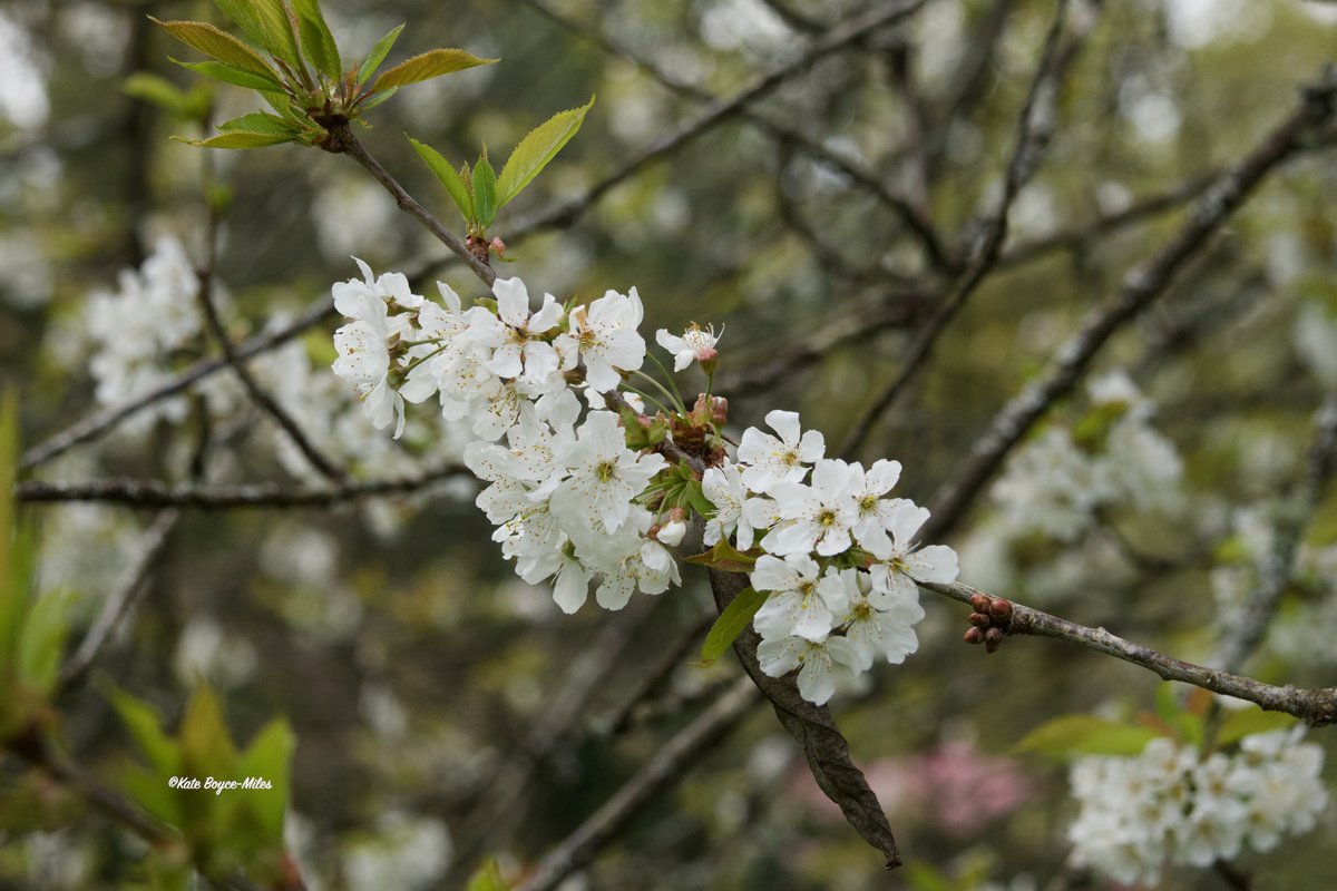 Wild cherry in blossom. @wildflower_hour #treeflowers #wildflowerhour 14.03.2024.