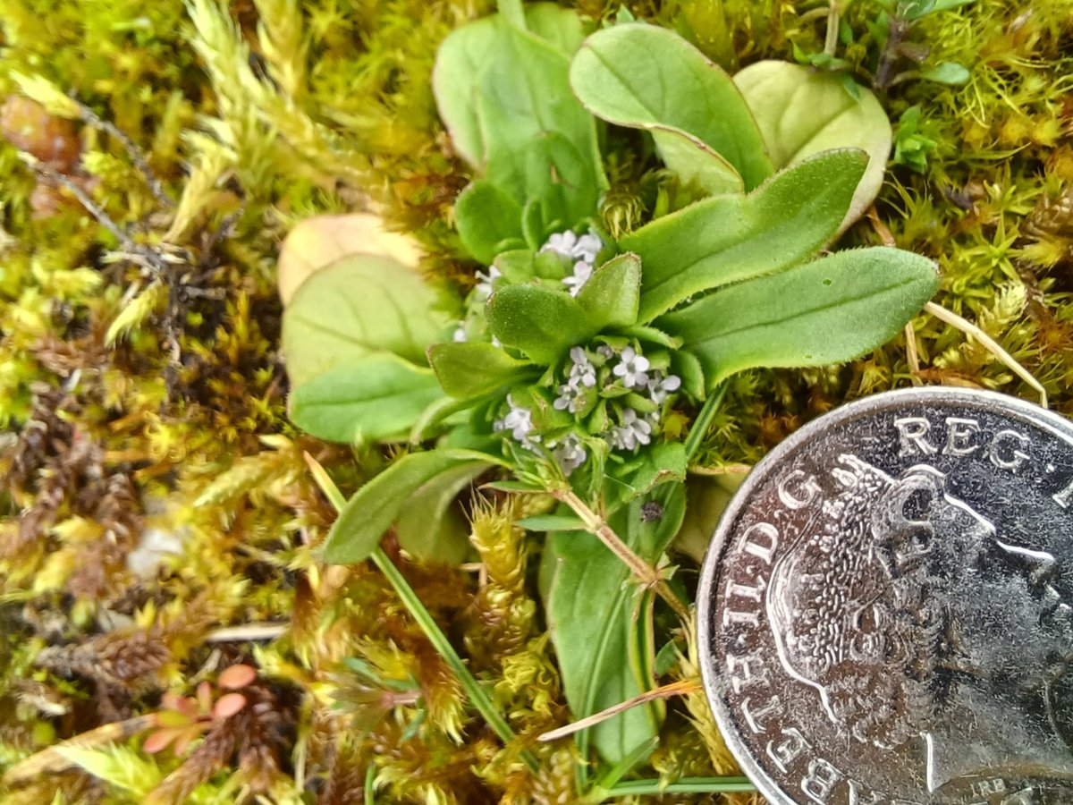 #WildflowerHour Diminutive Common Cornsalad (Valerianella locusta) found at Gait Barrows reserve N. Lancs. 5p included to illustrate size.