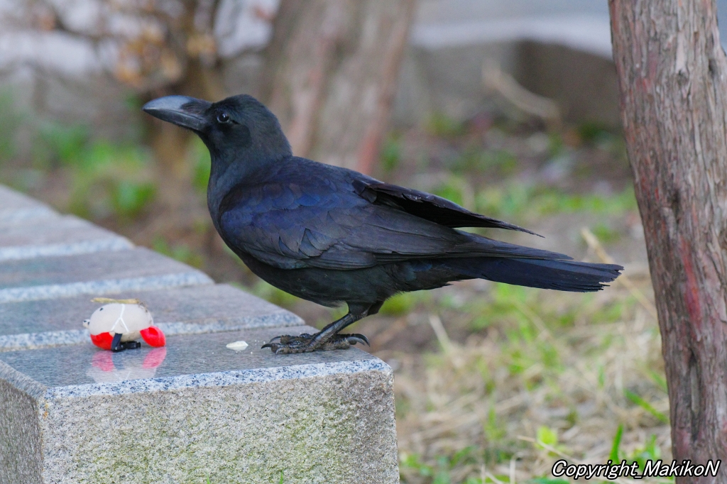 crow_research tweet picture