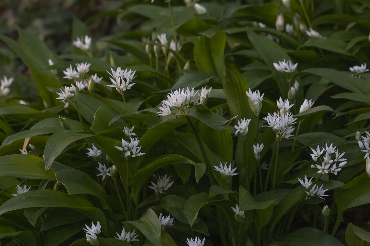 For #Wildflowerhour Three Cornered Leek & Wild Garlic

Weekly challenge #treeflowers 
@wildflower_hour @BSBIbotany @botany_beck
@BSBI_Ireland @Irishwildlife @UlsterWildlife
@Love_plants @WildFlowerSoc @WildlifeTrusts