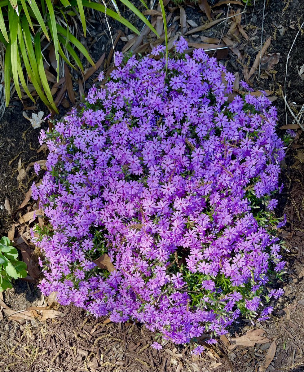 April flowers