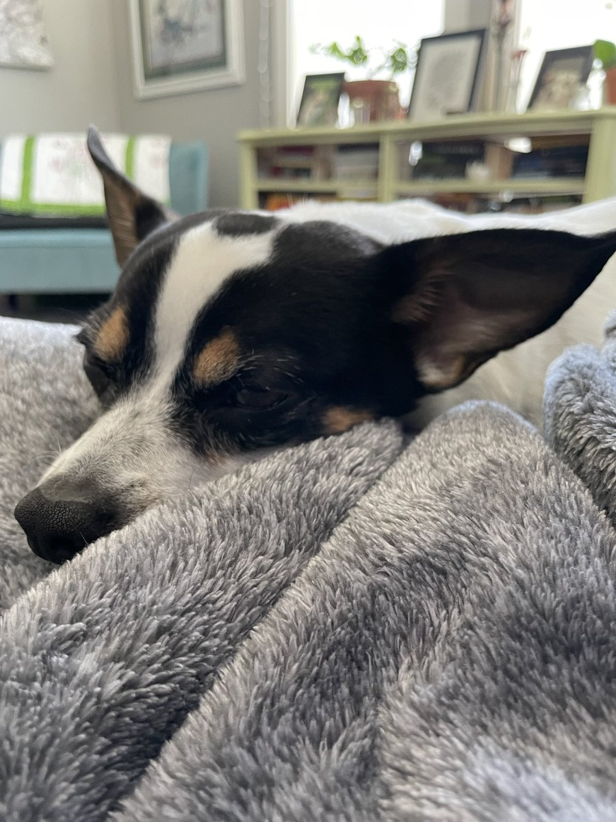 Sleepy #sundayvibes 🐶
#RescueDogs #LoveAnimals
