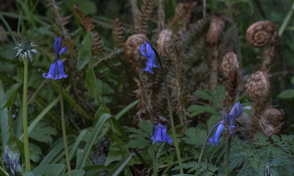 For #Wildflowerhour  Elm seeds.
Also, enjoying evening light: Bluebell & Dandelion buds, Bluebells & fern fiddle heads 
Weekly challenge #treeflowers
@wildflower_hour @BSBIbotany @botany_beck
@BSBI_Ireland @Irishwildlife @UlsterWildlife
@Love_plants @WildFlowerSoc @WildlifeTrusts