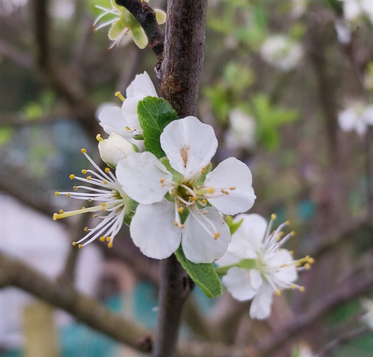 #Treeflowers in #Cumbria for #wildflowerhour @BSBIbotany Spring cherry, Green stem Forsythia, Blackthorn and Damson