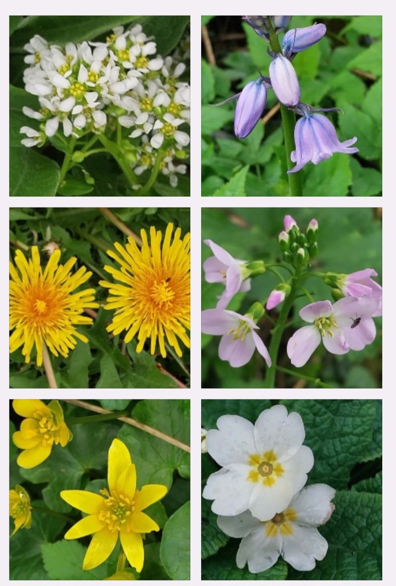 A collection of beauties for @wildflower_hour #Cumbria Scurvy grass, Bluebell, Dandelion, Ladie's Smock/Cuckoo Flower, Celandine and Primrose. @BSBIbotany