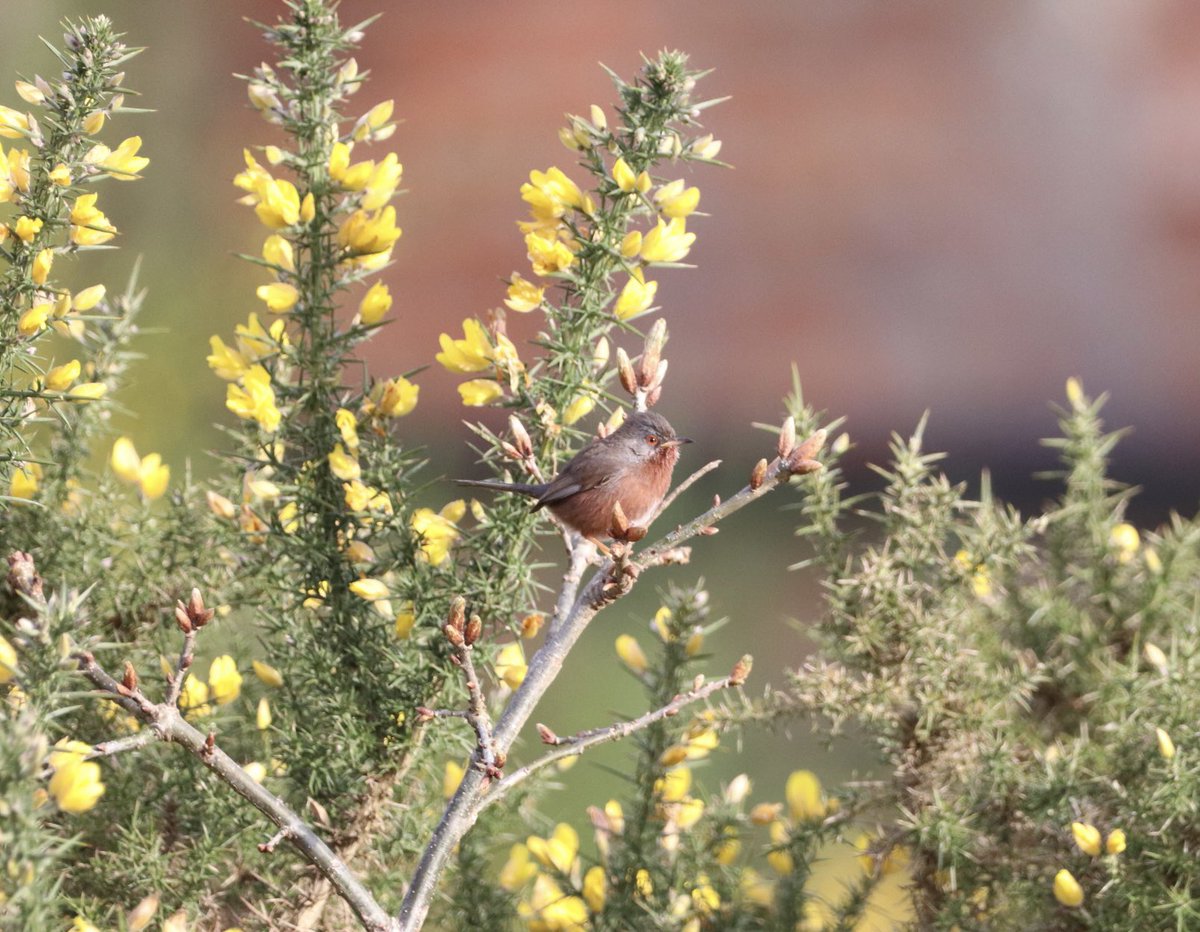 8irdz's tweet photo. Birding highlights from Wesleton Heath, @RSPBMinsmere and Snape https://t.co/ObnMmfC4No