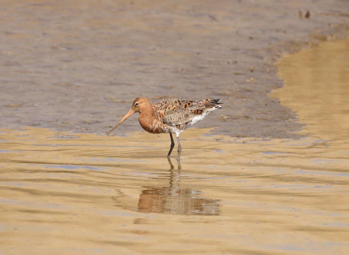 8irdz's tweet photo. Birding highlights from Wesleton Heath, @RSPBMinsmere and Snape https://t.co/ObnMmfC4No