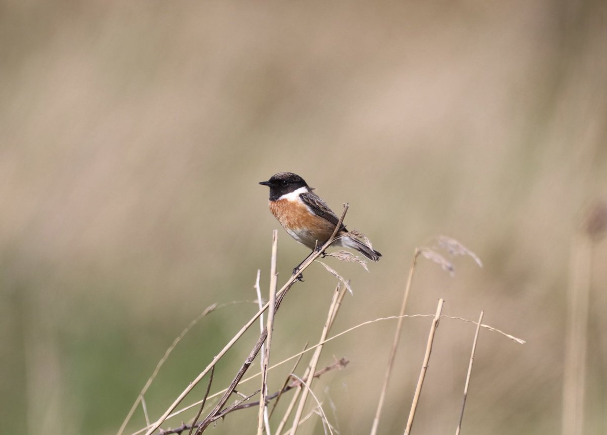 8irdz's tweet photo. Birding highlights from Wesleton Heath, @RSPBMinsmere and Snape https://t.co/ObnMmfC4No