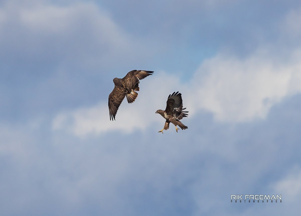 Buzz Off... Pair of Buzzards flexing there skills mid air, close to Birmingham Airport.
@CanonUKandIE @neewerofficial @RSPBEngland #LiveForTheStory #ShotOnCanon #EosMag