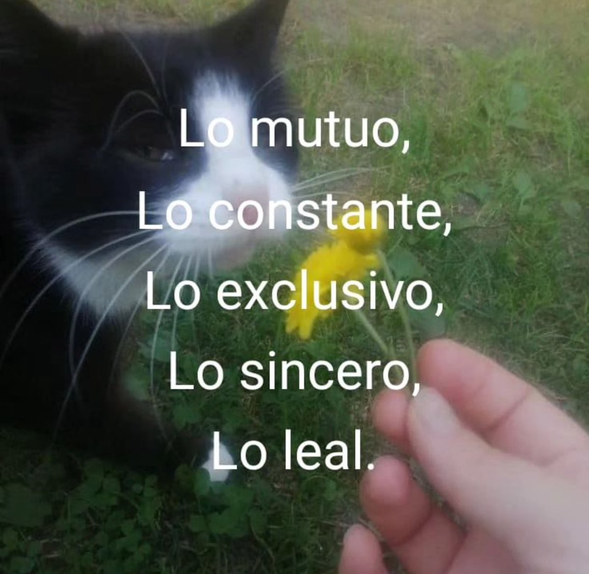 conoloracigarro's tweet photo. https://t.co/g2joGJHlkK