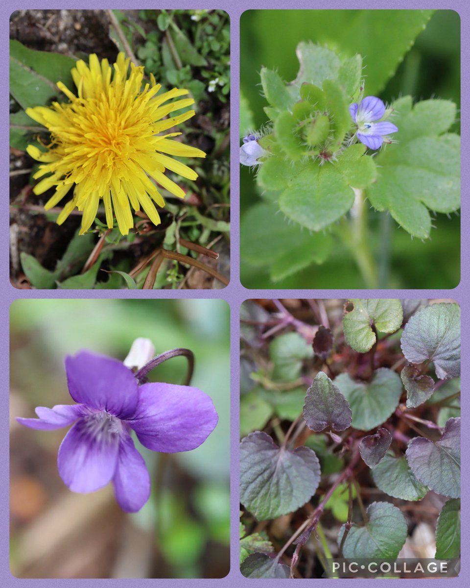 For #WildflowerHour today in our garden….dandelion, violet flower and leaves …not sure of top right #WildflowerID please