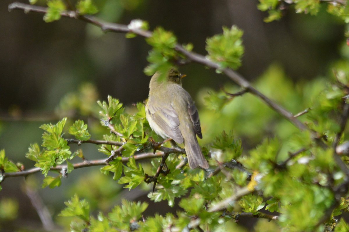 Willow Warbler today at RSPB Conwy Wales today for #BirdsSeenIn2024