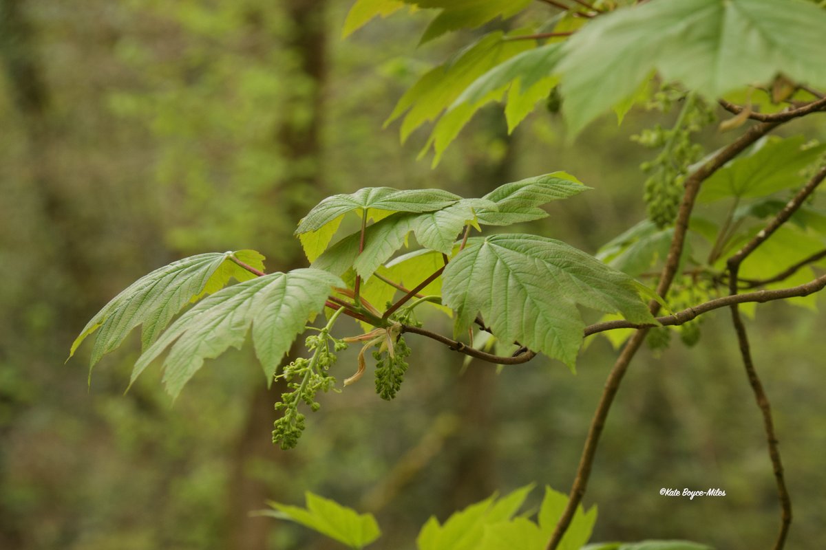 Sycamore tree in flower. @wildflower_hour #treeflowers #wildflowerhour #wildflower