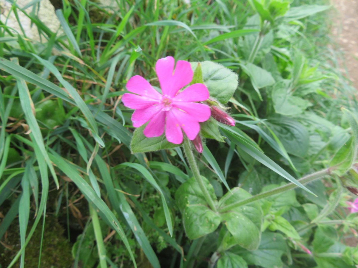 AlasdairGordon1's tweet photo. .@BSBIbotany @issybryonyh @NorthCornwallNT @NE_DCIoS @wildflower_hour @beauty_cornwall @CwallWildlife Plenty of red campion on the cliffs and in the stone walls along the coastal path near the #LeadMine this afternoon #Campion #wildflowerhour #wildflowers #Polzeath #Cornwall https://t.co/c4hH2wHtjs