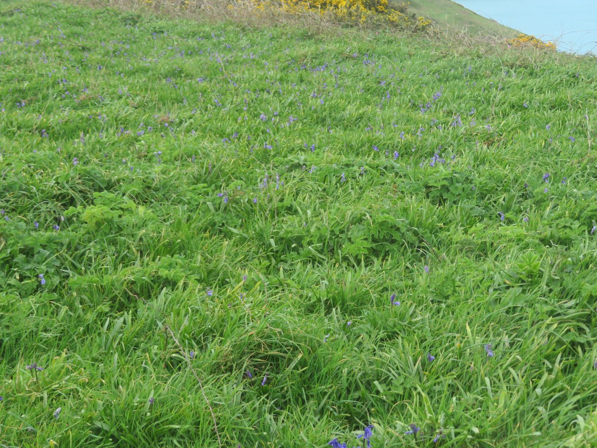 AlasdairGordon1's tweet photo. .@BSBIbotany @issybryonyh @NorthCornwallNT @NE_DCIoS @wildflower_hour @beauty_cornwall @CwallWildlife Soon the cliffs near the #LeadMine will be covered in Bluebells. Plenty begining to flower already this afternoon #bluebells #wildflowerhour #wildflowers #Polzeath #Cornwall https://t.co/NOr4areAdx