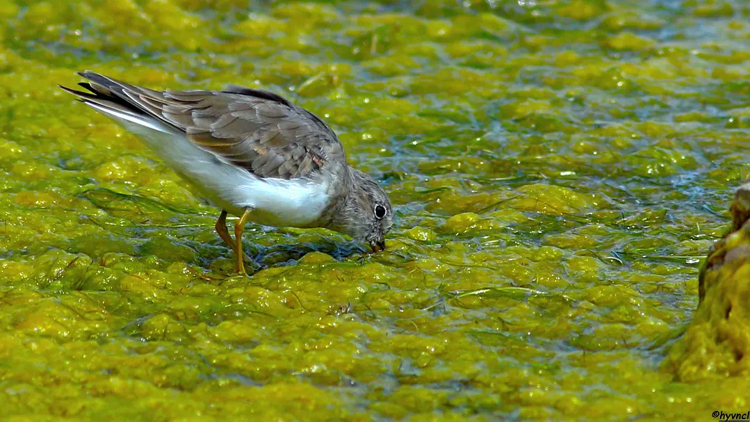 Temminck`s Stint | Calidris temminckii | SARIBACAKLI KUMKUŞU

instagram.com/p/C5gKhl9seE_/…

#temmincksstint #calidristemminckii  #16x9_birds #pajareo #birdsofX #wildlifephotography #birdyourworld #500pxrtg #ThePhotoHour #dailyphoto #PintoFotografia #hayvanmanzaraları #animalscape