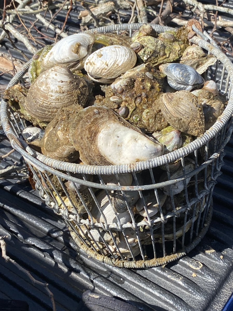 Had a free hour this morning before heading back off Cape.  #thisweeksoysters #quahogs #cherrystones #Truro #OuterCape #forage