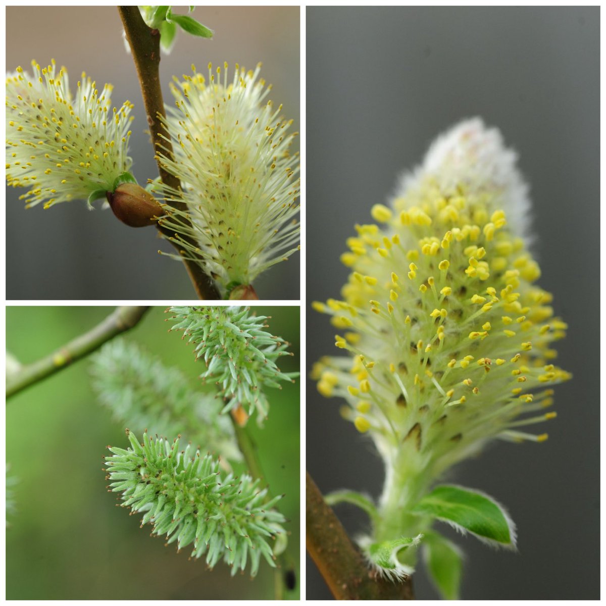 Goat Willow flowers. #treeflowers #wildflowerhour #lancashire ⁦@BSBIbotany⁩