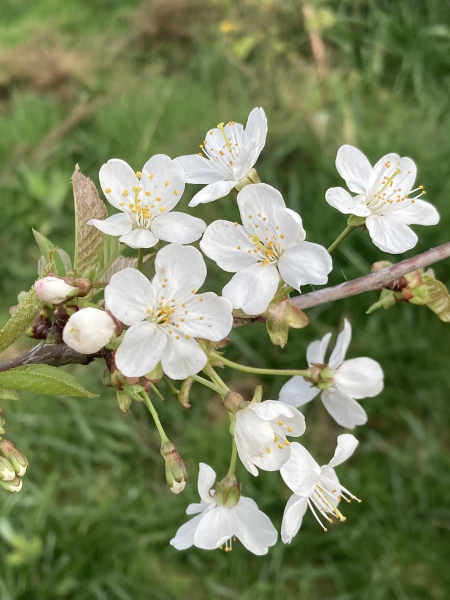 Bird cherry and wild cherry both looking great at the moment for #Wildflowerhour #treeflowers