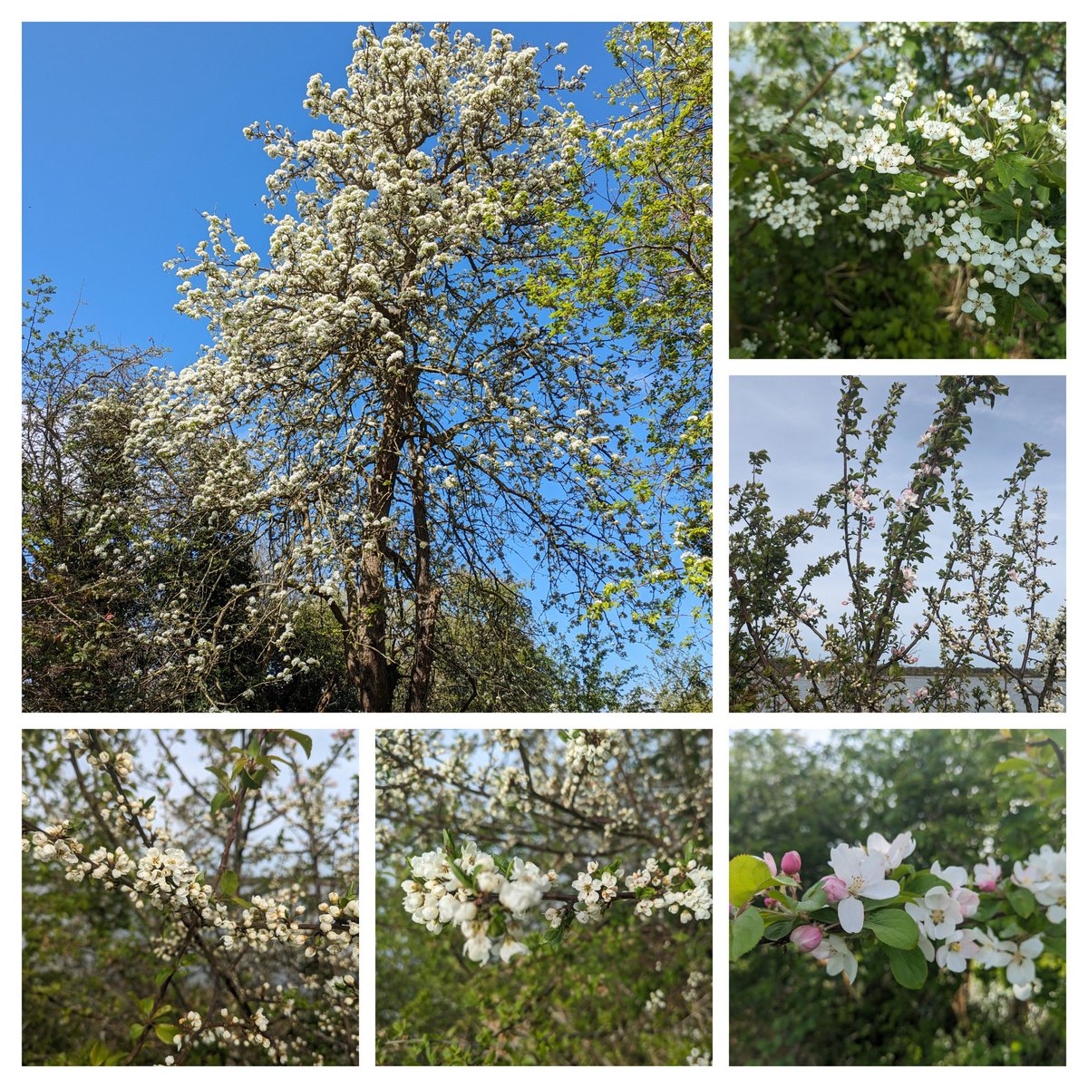 A selection of white flowers from this week around @EssexWildlife Nature reserves for #wildflowerhour #treeflowers Hawthorn, Crab apple and an ancient Pear tree in an old orchard 💮😁