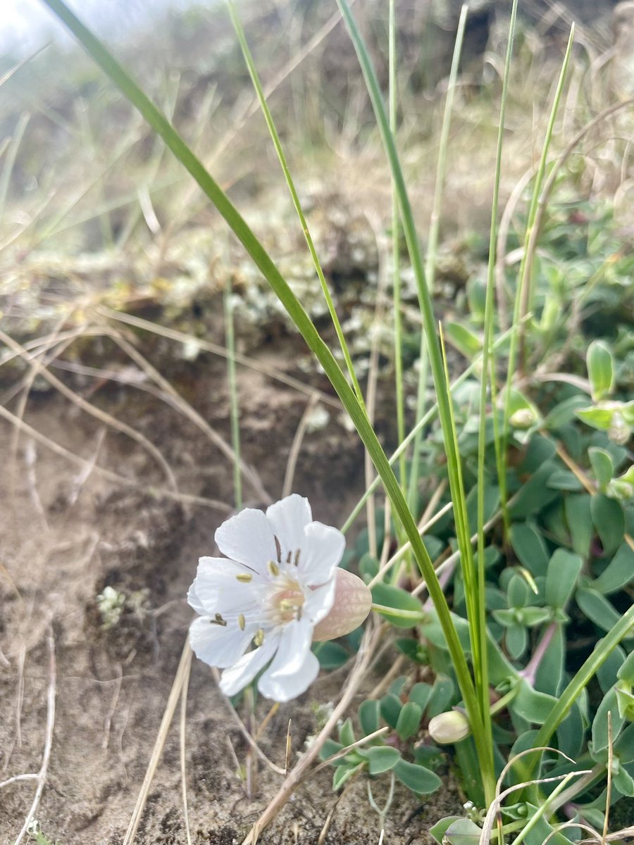 Surprisingly early sea campion @wildflower_hour @BSBIbotany