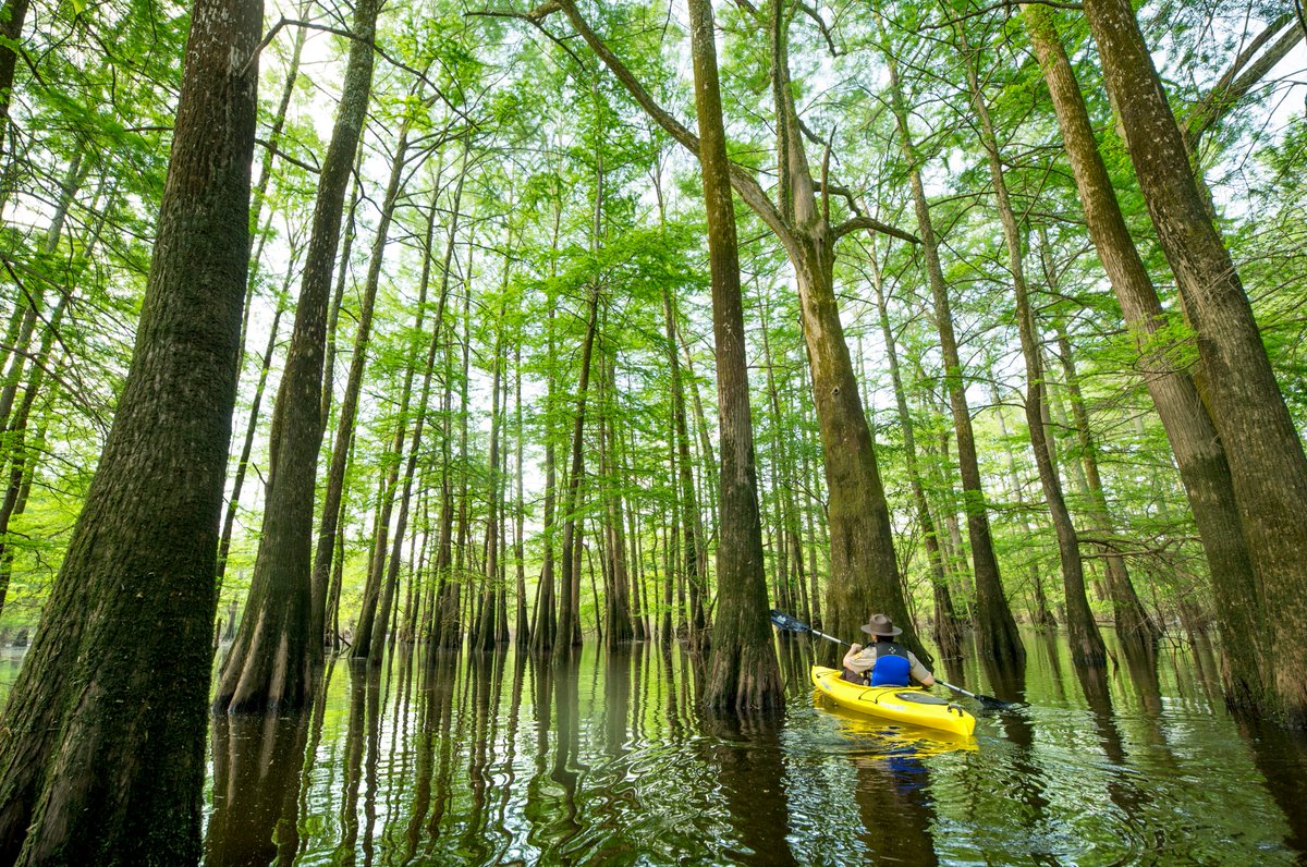 A grove of ancient cypress trees is a pretty amazing place to paddle. Try it out at Hornor Neck Lake in Mississippi River State Park! #ARStateParks arkansasstateparks.com/parks/mississi…