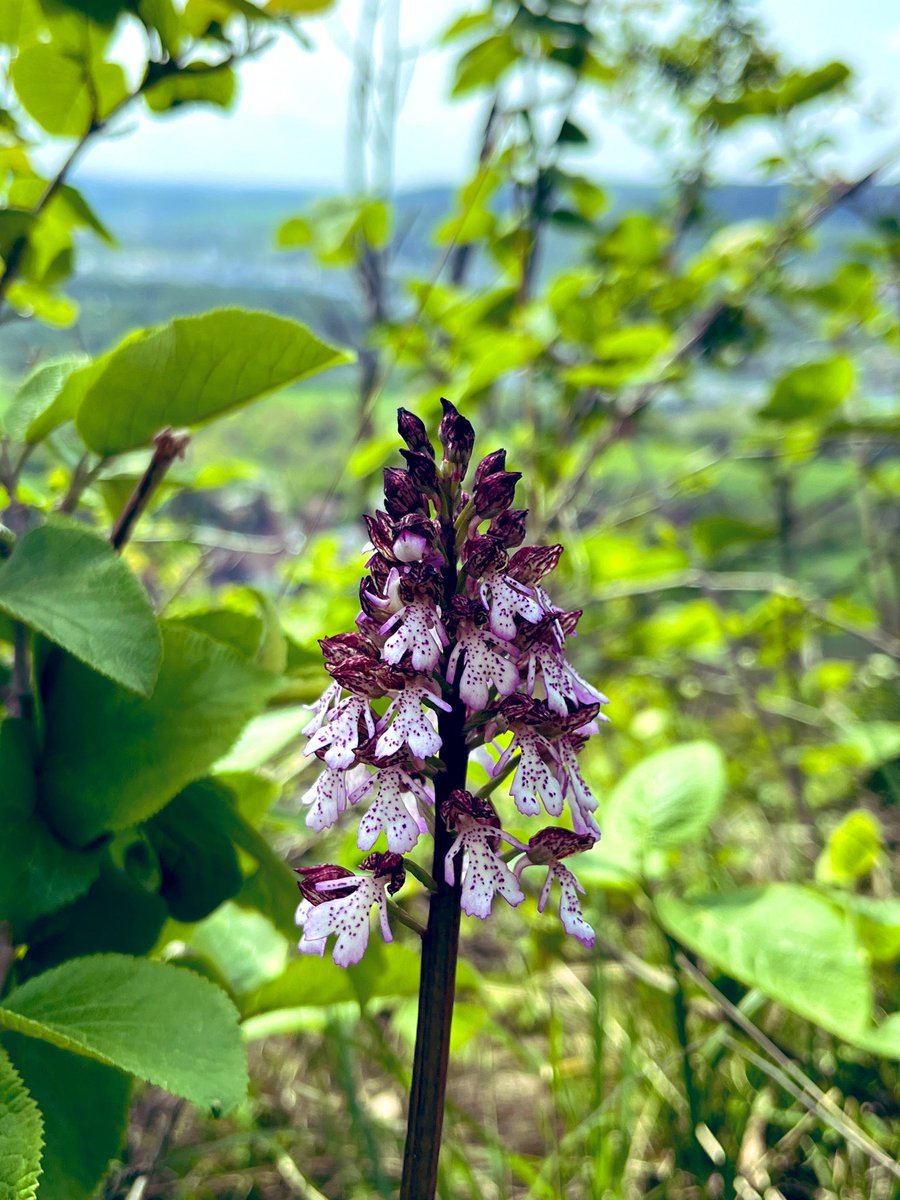 Lady Orchid on the karst hillsides in Jena