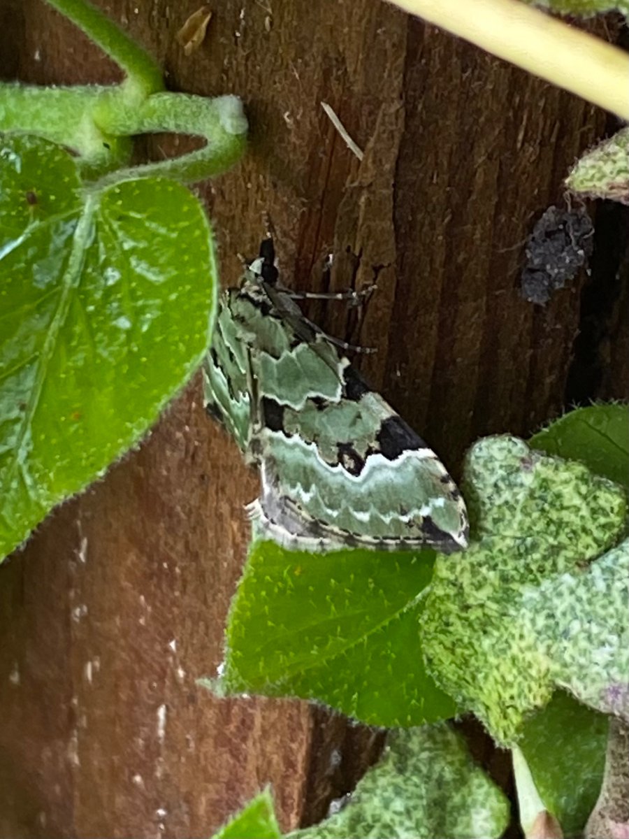 Stephen Howell tweet media