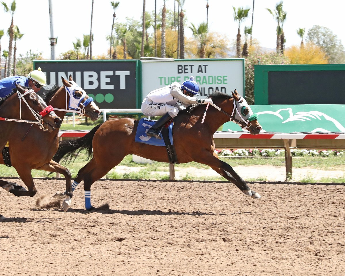 WICKED COWGIRL SMART- Fastest Qualifer AQRA Derby Trials Turf Paradise Phoenix, AZ April 11, 2024 Race #01 Purse $15,000 350 Yards :17.481 J Lazy Six Racing, Owner Leonel Gonzalez, Trainer Luis Valenzuela, Jockey Photo by Coady #horseracing #turfparadise