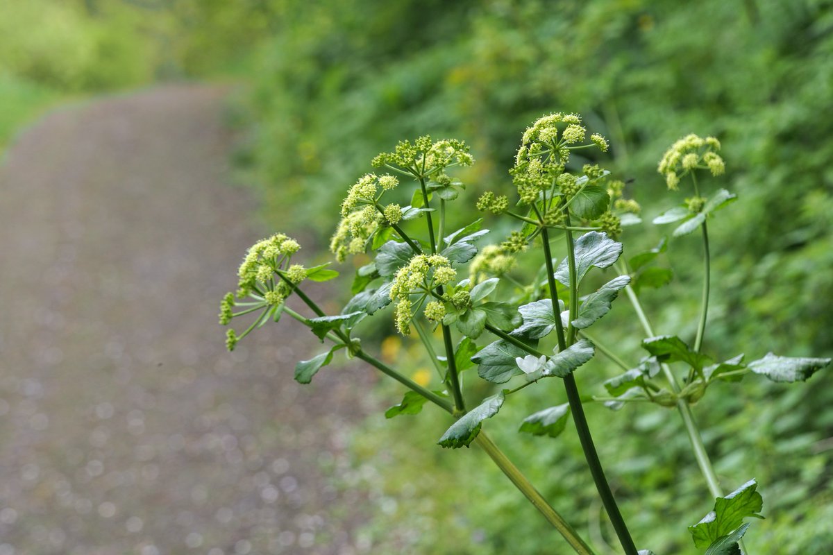 Garlic Mustard (Alliaria petiolata), Bush Vetch (Vicia sepium) & Alexanders (Smyrnium olusatrum) at Newpark Fen Kilkenny during the week. #wildflowerhour