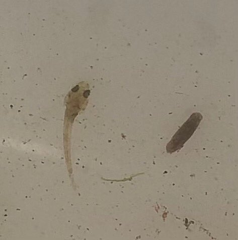 WGHaggerston's tweet photo. April’s aquatic invert survey was a revelation. Yes, it’s great to find a caseless cadis but who knew fishes had a larval stage? Luckily we have a marine biologist amongst us who informed on this little speck of life in pic 2.
#rewildlondon 
Thanks @LDN_environment @Lewis_EA_ https://t.co/U5kRqRLeq2