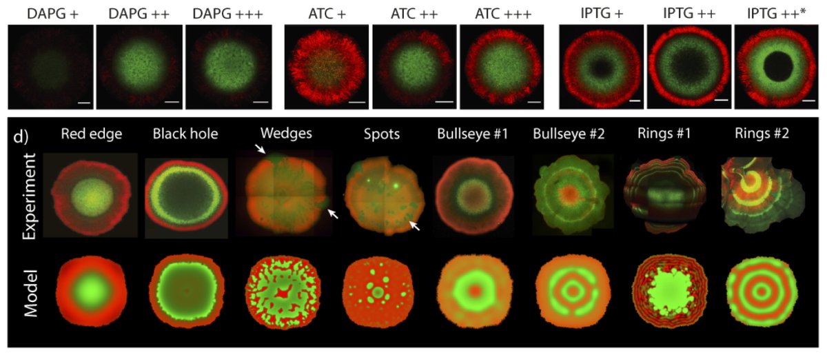 Can Turing patterns be engineered in synthetic biological populations? Yes: A recent paper by @imperialcollege Mark Isalan shows how to obtain regular and tunable Turing structures in growing colonies using @synbio: biorxiv.org/content/biorxi… @vdlorenzo_CNB