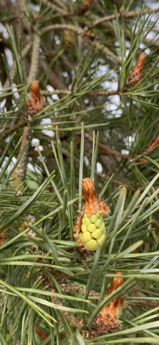 Flower of Pinus sylvestris for #wildflowerhour #treeflowers ⁦<a href="/BSBIbotany/">BSBI: Botanical Society of Britain & Ireland</a>⁩