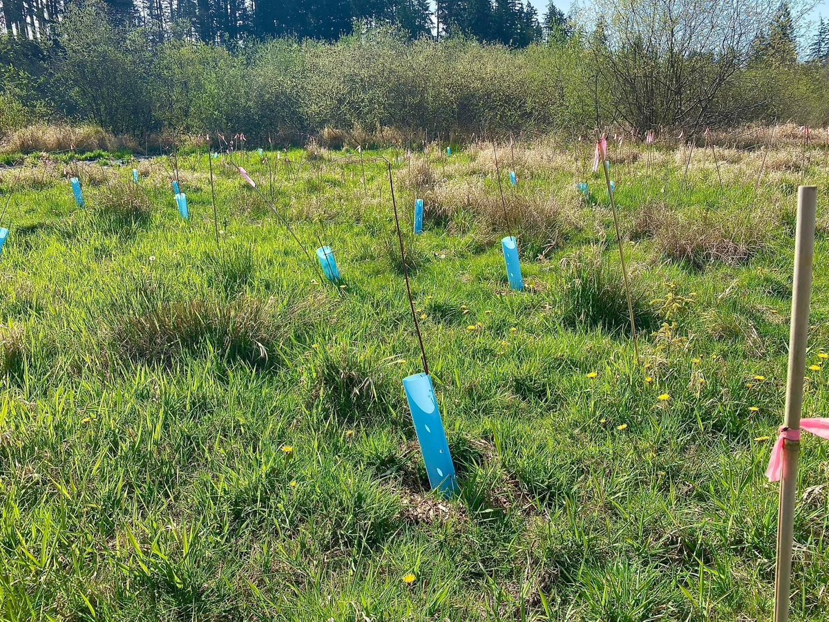 Happiness is seeing the trees, shrubs, and live stakes we planted in February fully embracing their new location at our salmon restoration site in Covington, WA 🌿💛