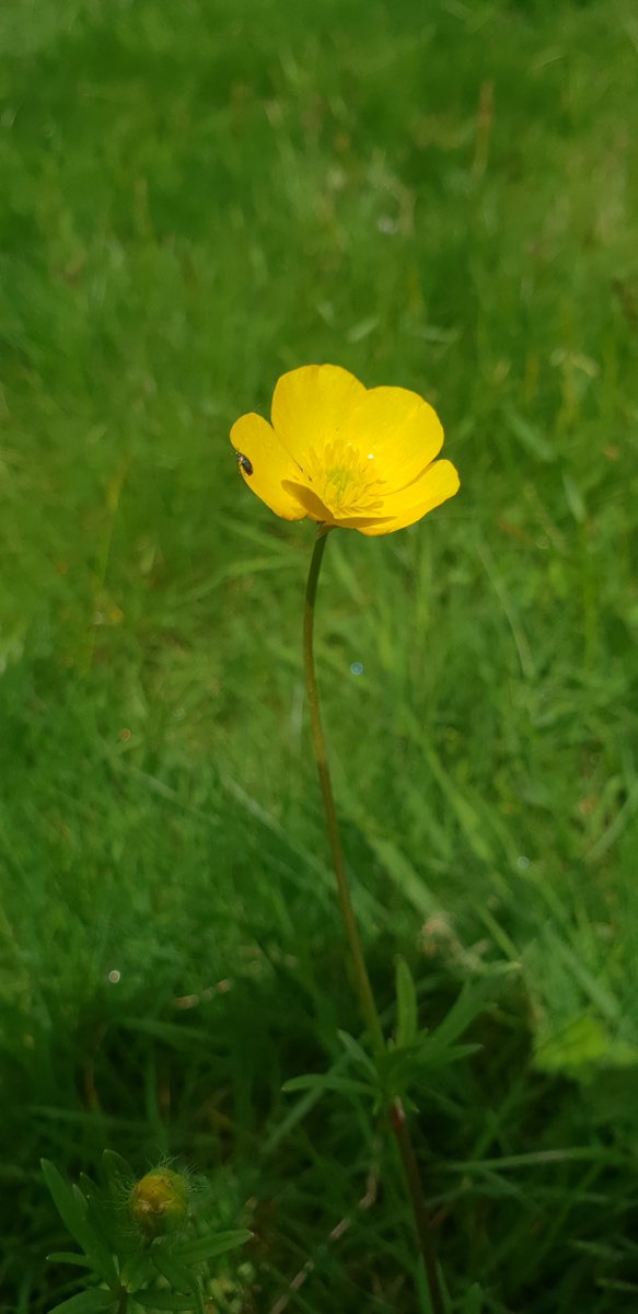 Bulbous Buttercup coming into flower in Calverley Grounds #wildflowerhour