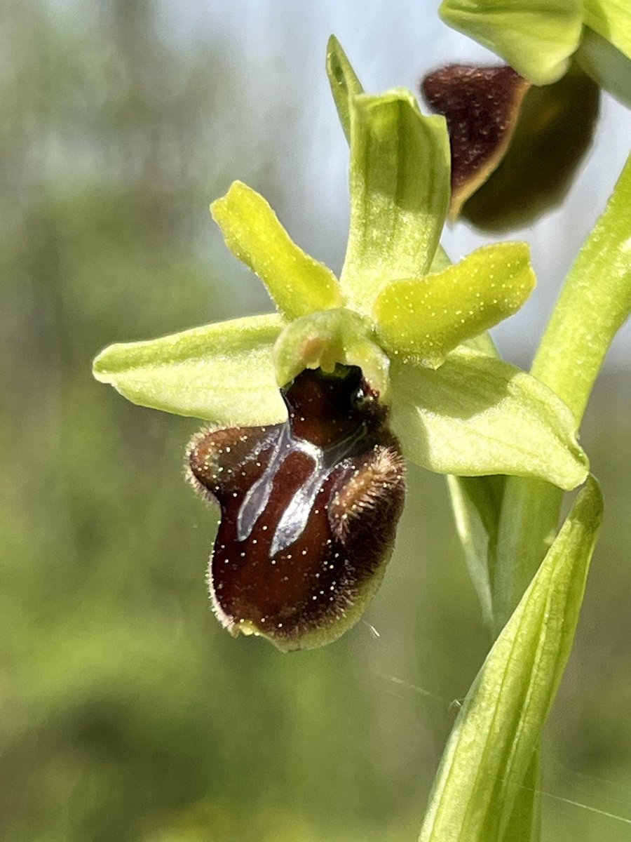The early spider orchid, which is pollinated by male Andrena bees tricked into perceiving it as a female bee…they also feel and smell like a female bee to the male! 👀
