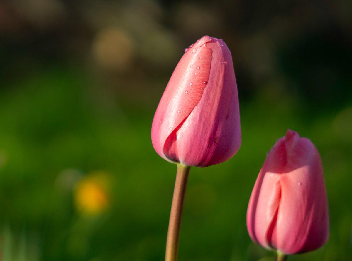 Beautiful tulips in rain and sun 🌷 #Denmark #SonyAlpha #NaturePhotography #photooftheday #April14th #SundayVibes #SundayMood #Sunday #Flowers #FlowerOfX #flowerphotography #tulips 📸Dorte Hedengran