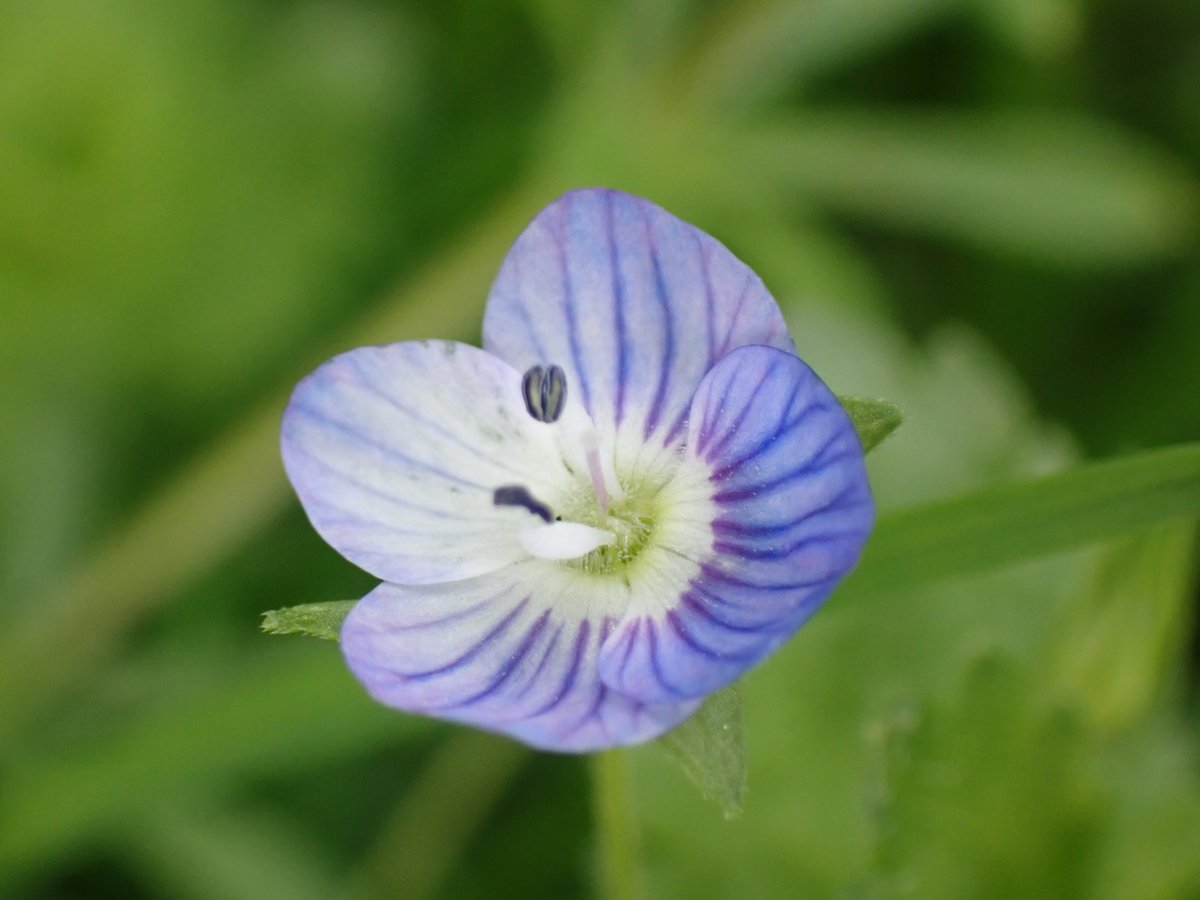 Just a few Speedwell - Ivy-leaved, Thyme-leaved, Germander, and Common Field #wildflowerhour