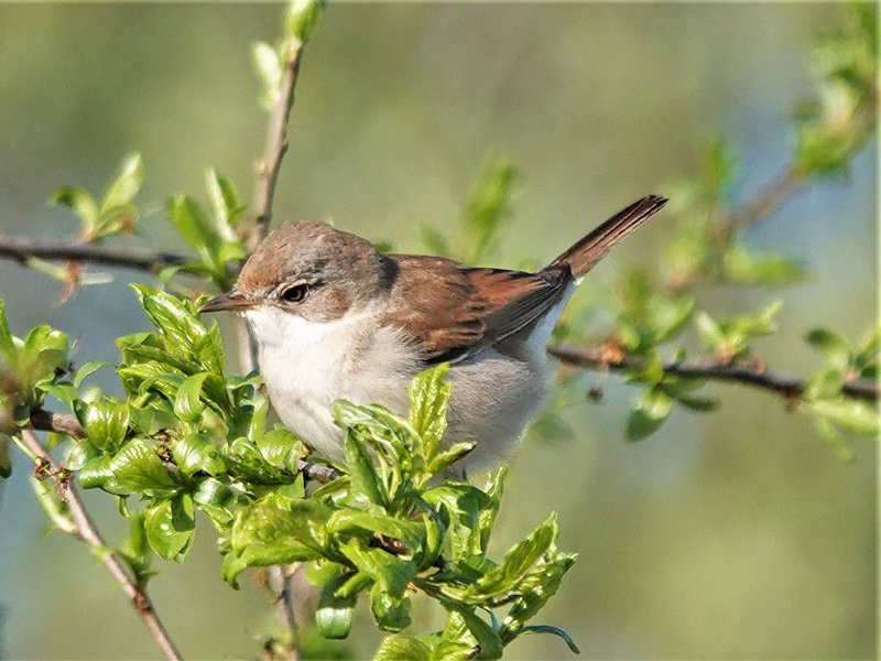 Here are Ed Wilson's sightings from today at Priorslee Lake and The Flash, Telford, Shropshire @sosbirding @BC_WestMids @My_Wild_Telford @BTO_Shropshire @ShropBotany Today's Photo: A Common Whitethroat friendsofpriorsleelake.blogspot.com/2024/04/14-apr…