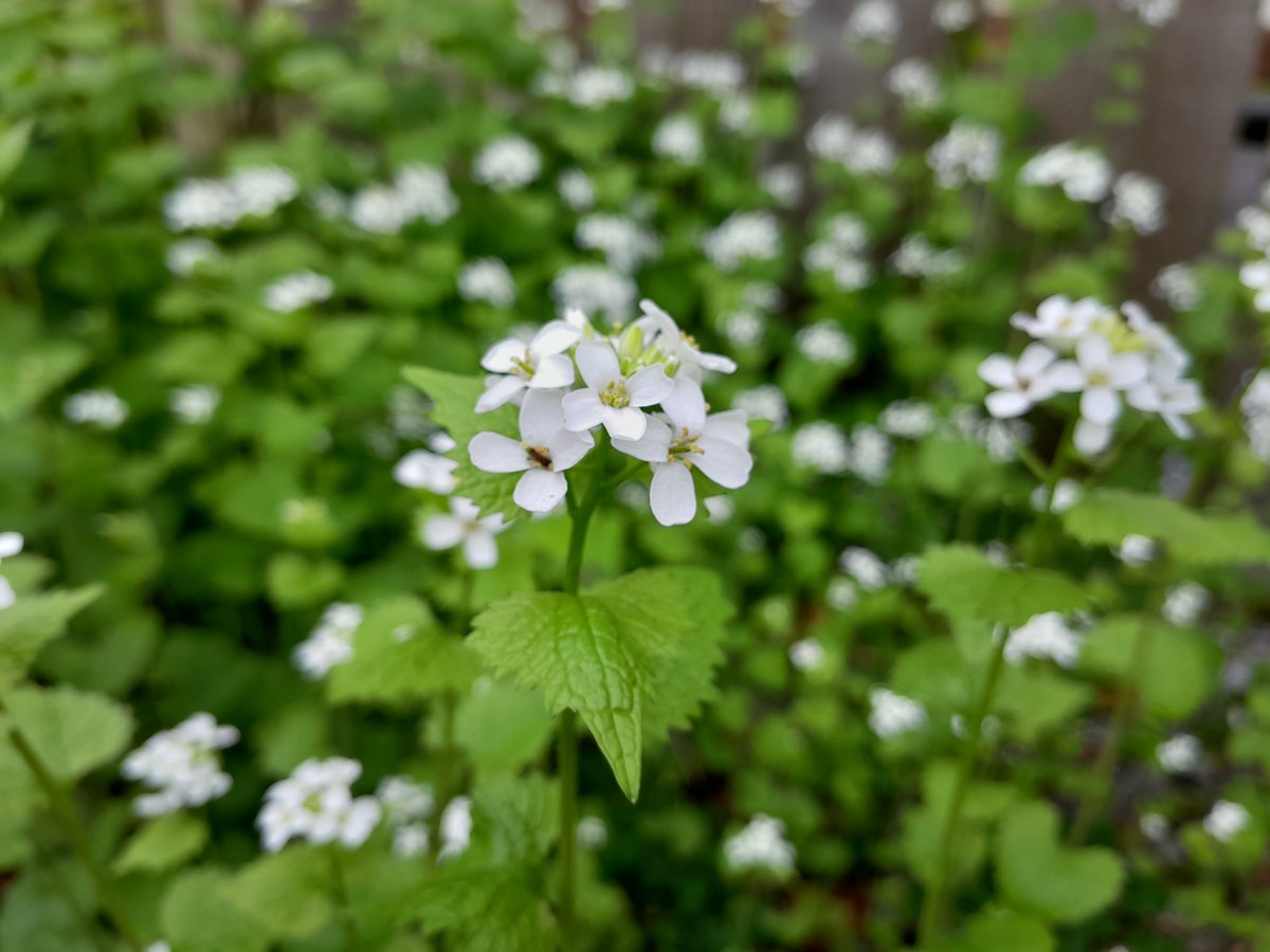 Jack by the hedge. Just what the doctor ordered, bouquets of garlic mustard on a cloudy April day #wildflowerhour